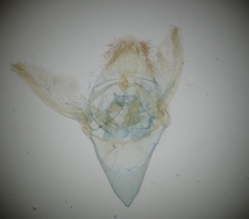 Phycitodes albatella